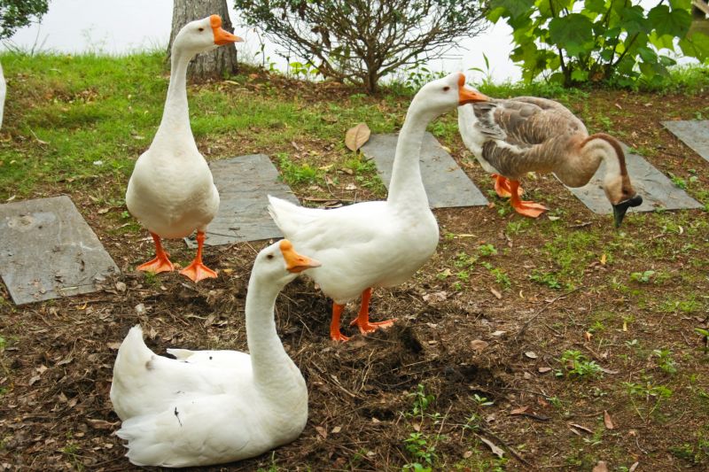 Duck Removal