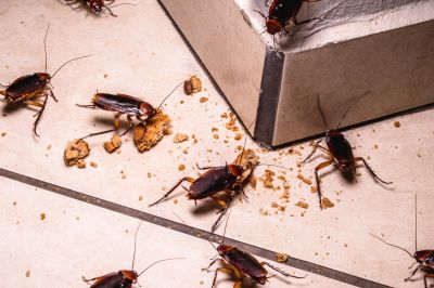 Cockroach Fumigation Service