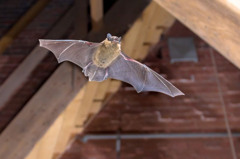 Common Bird And Bat Infestations Found In Buildings