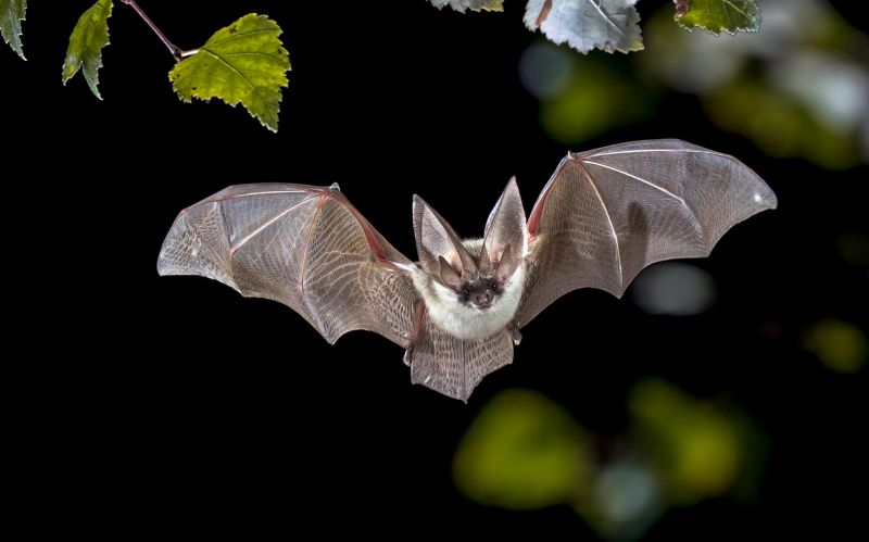 Common Bird And Bat Infestations Found In Buildings