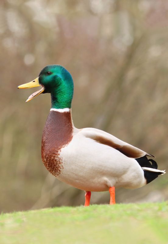 Ducks Being Relocated