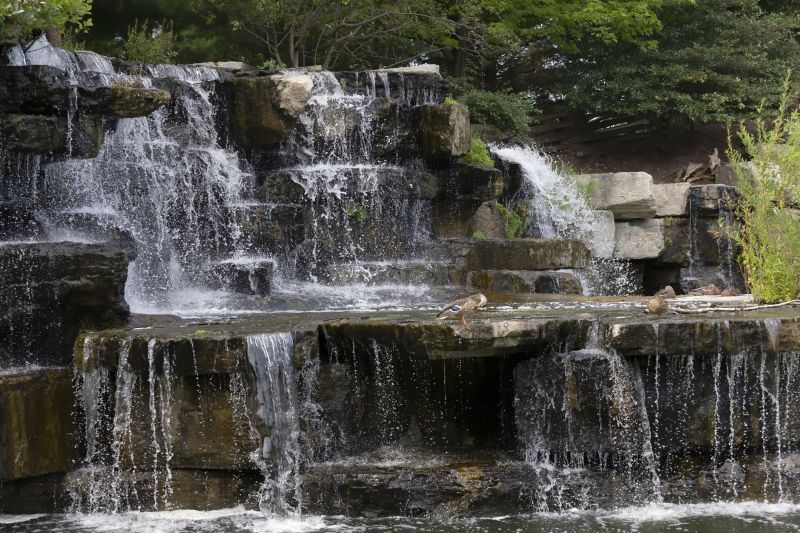 Duck Migration in Spring
