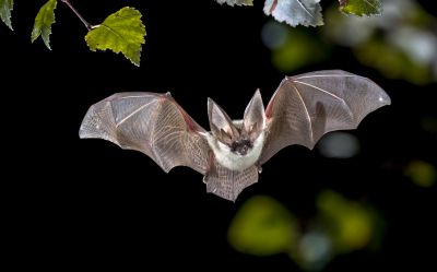 How Birds And Bats Create Problems