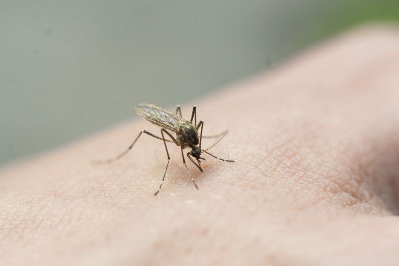 Mosquitoes Pest Control in Katy, TX