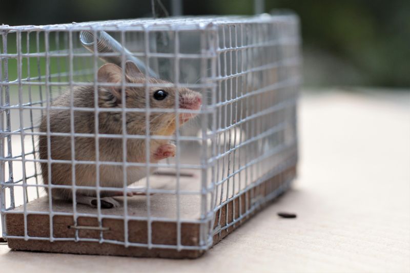 Humane Trapping Methods