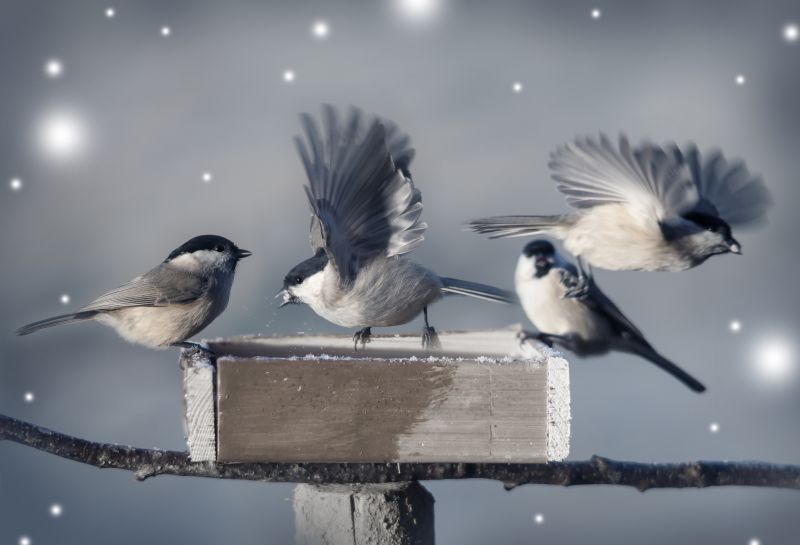 Bird Control Companies